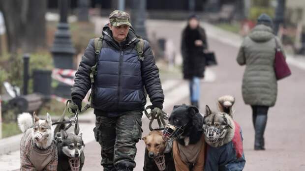 В ЛДПР предложили ввести федеральные штрафы за выгул опасных собак без намордника