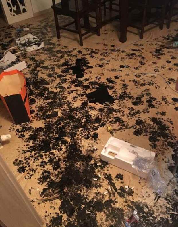 Семья оставила собаку одну дома на 3 часа, но та умудрилась превратить квартиру в настоящий ад