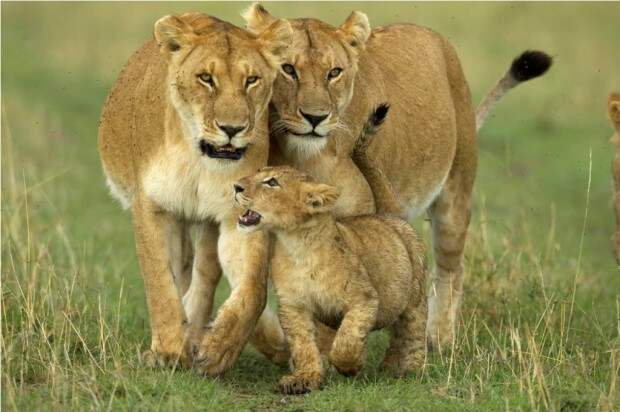 Львы (лат. Panthera leo) (англ. Lions)