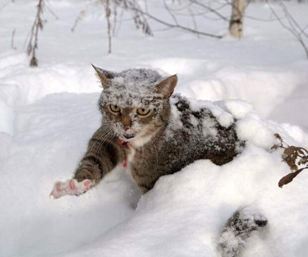 25 фото о сложных взаимоотношениях кошек со снегом