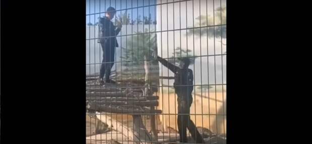 Слабоумие и отвага: пьяный одессит забрался в вольер с львами