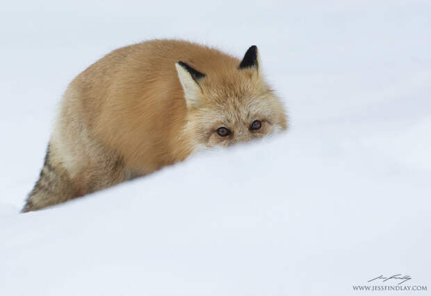 Рыжая лисица осторожно подкрадывается