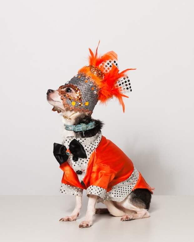 Модные собаки Нью-Йорка от Поля Натана (США)