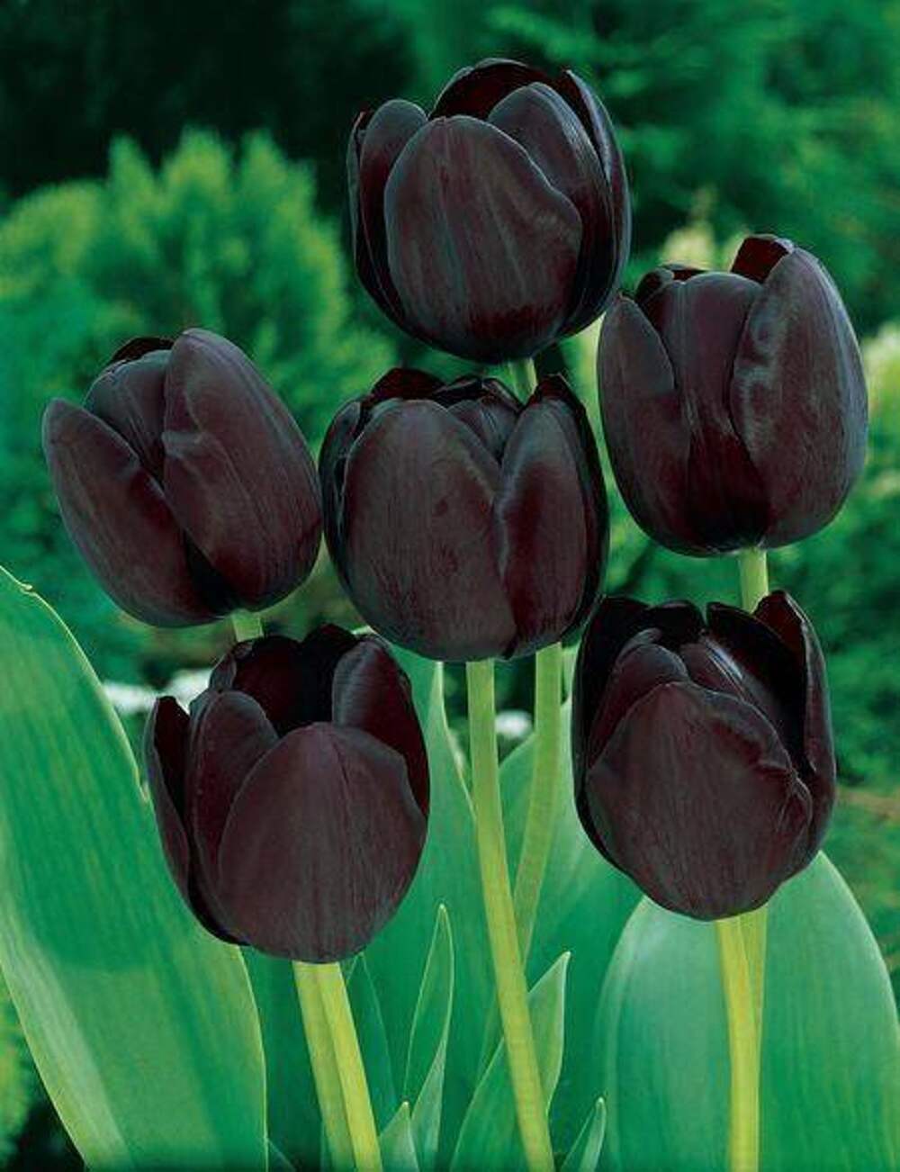 Про черный тюльпан. Тюльпан Хотпэнтс (Триумф). Тюльпан Ayaan. Тюльпан Black Bean. Королевские черные тюльпаны.