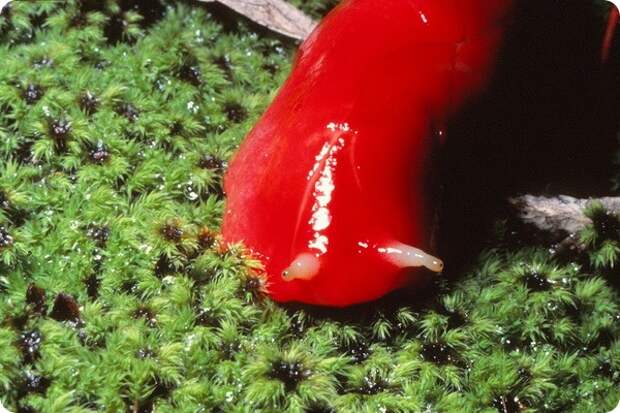 Розовый слизень Triboniophorus graeffei