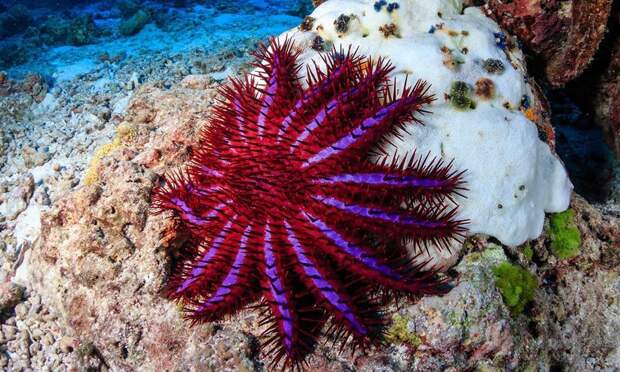 Акантастер: кто остановит пожирателя кораллов и спасет рифы планеты