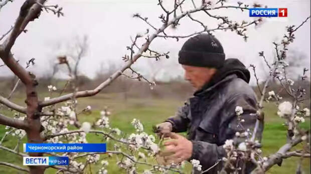 Крымские аграрии успешно осваивают новые технологии по выращиванию миндаля