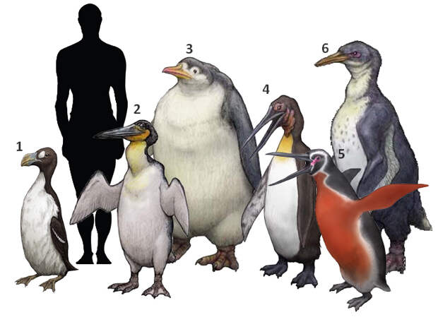Сравнение размеров вымерших крупных нелетающих морских птиц с человеком