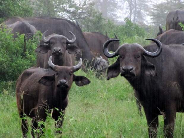 Самец и самка буйвола африканского: основные отличия