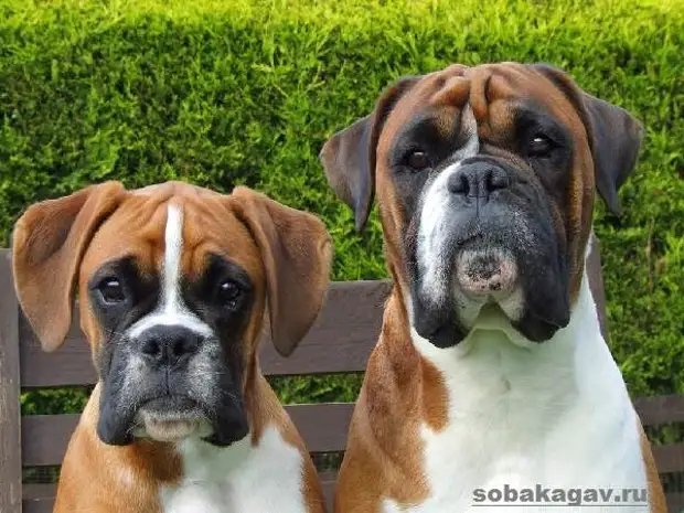 Немецкий боксер собака. Описание, особенности, уход и цена немецкого боксера