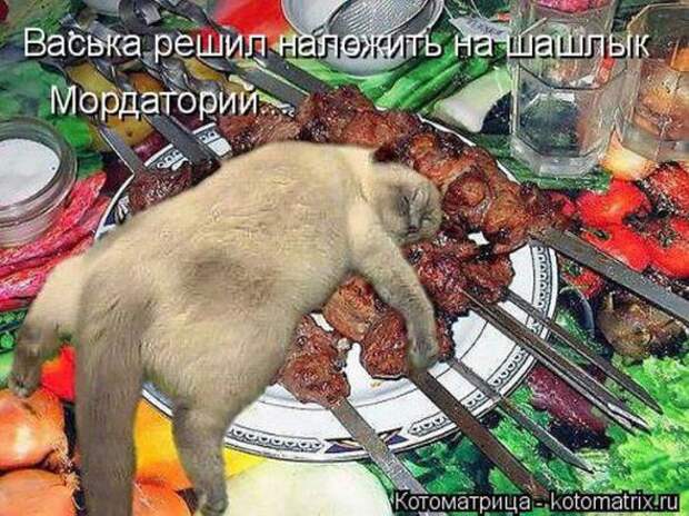 Котоматрицы(картинки с надписями)