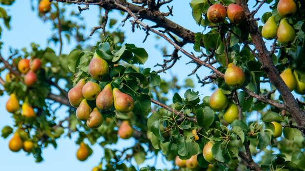 Растения-союзники, которые превратят бесплодную грушу в кормилицу