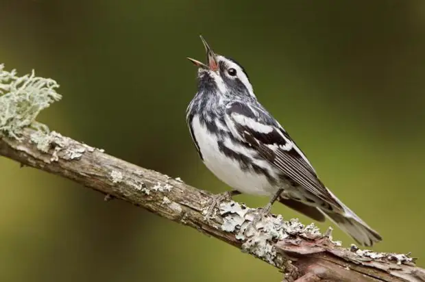 Камышовка (птица) где обитает? Фото и описание