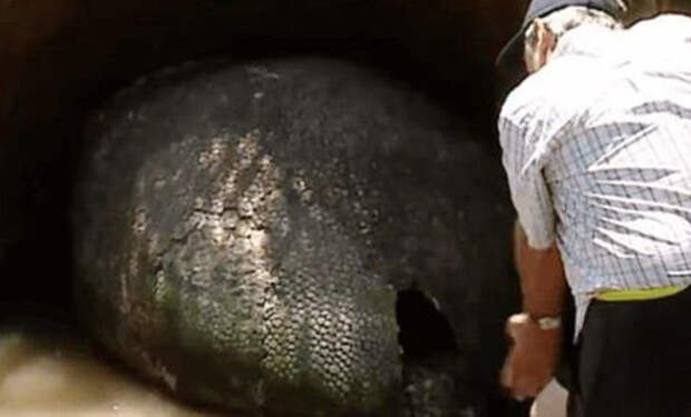 Фермер думал, что нашел яйцо динозавра, но находка оказалась древним существом (5 фото)