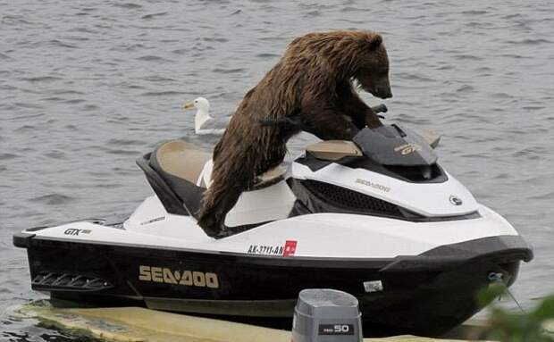 Ехали медведи на... водном мотоцикле Ехали медведи на... водном мотоцикле