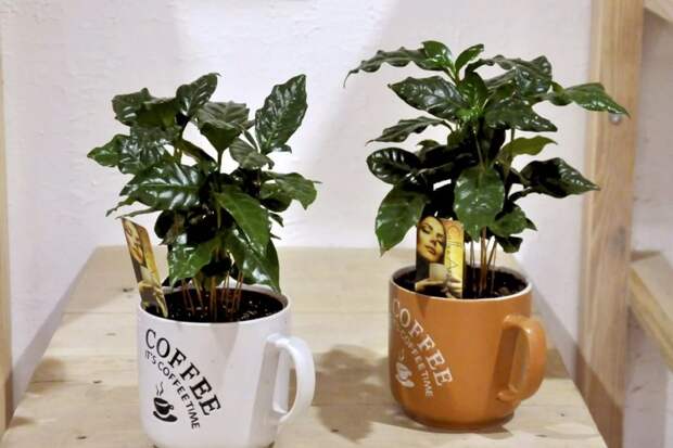 Как вырастить кофе в своей квартире?