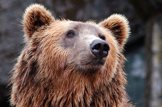 Рыбаки спасли заблудившегося посреди Охотского моря медведя