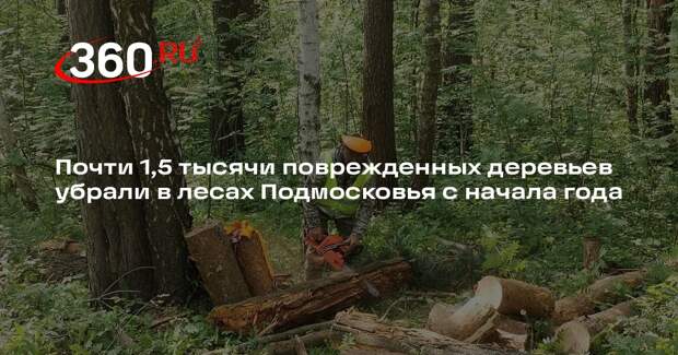 Почти 1,5 тысячи поврежденных деревьев убрали в лесах Подмосковья с начала года