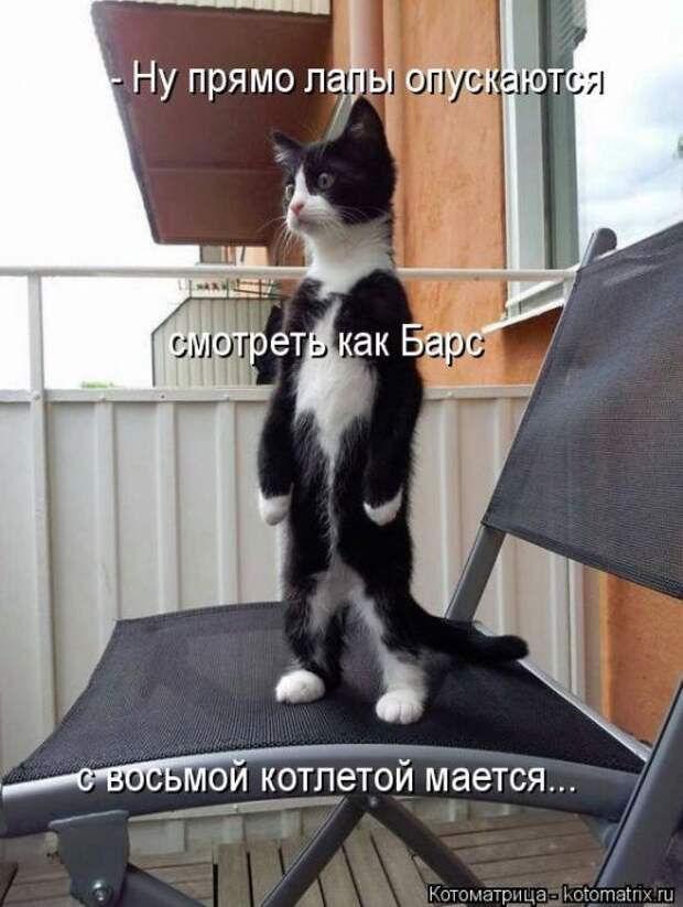 Лучшие котоматрицы недели (50 фото)