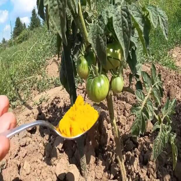 Чудо-порошок для сада. Естественная защита растений от болезней и вредителей