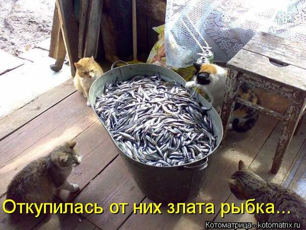 Котоматрица: Откупилась от них злата рыбка...