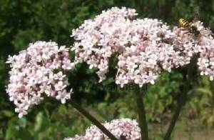Валериана лекарственная Valeriana officinalis