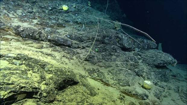 У побережья Канады обнаружен неизвестный вид хищной гигантской губки