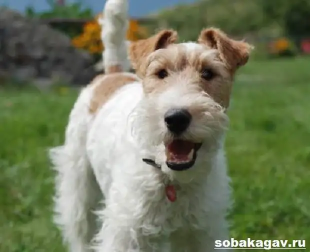 Фокстерьер собака. Описание, особенности, уход и цена фокстерьера