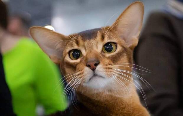 Кот из России оказался самым красивым в мире