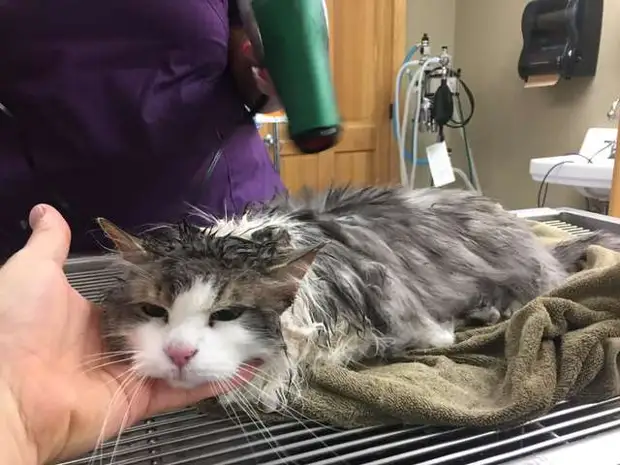 В клинике спасли котика, который едва не замерз в снегу
