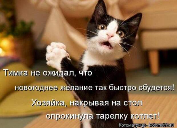 Котоматрицы(картинки с надписями)