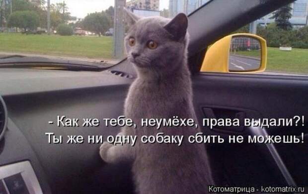 Котоматрицы (картинки с надписями)