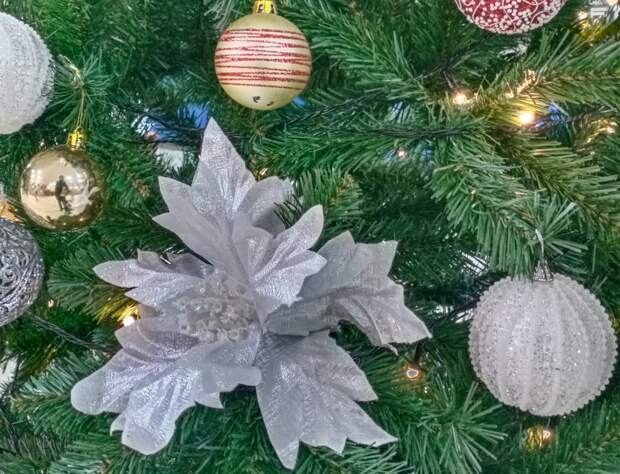 Новогодняя ель из Скопина участвует во Всероссийском конкурсе «Елки России»