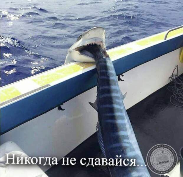 Никогда не сдавайся