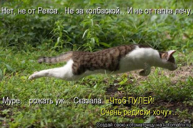 Лучшие котоматрицы недели (50 фото)