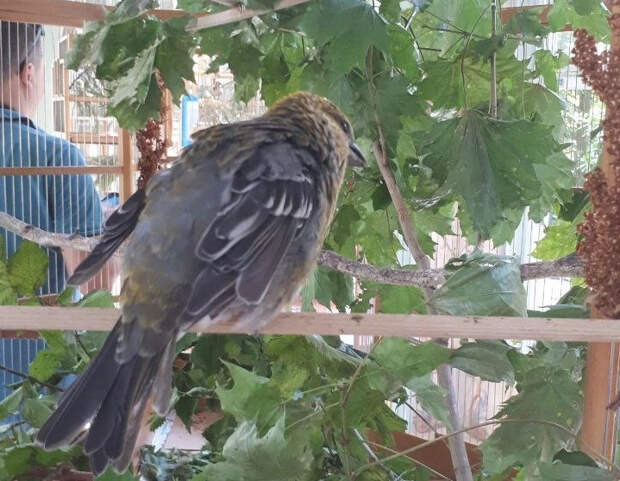 В России пересчитали воробьев: учли не все виды