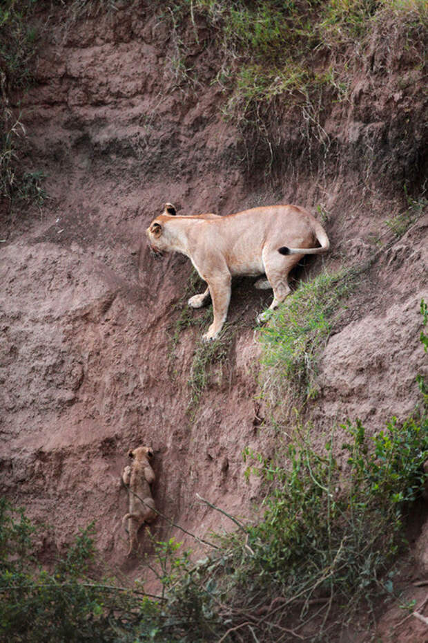 Львица спасает детёныша животные, львы, спасение, факты, фото