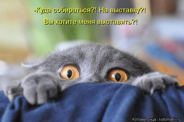 Лучшие котоматрицы недели Лучшие котоматрицы недели