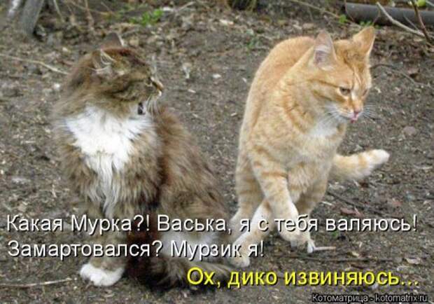 Свежий сборник котоматриц (34 шт)