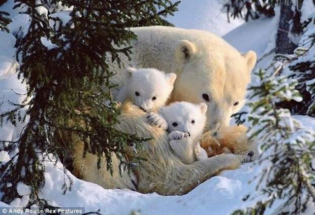 http://ru.fishki.net/picsw/032009/13/bears/tn.jpg