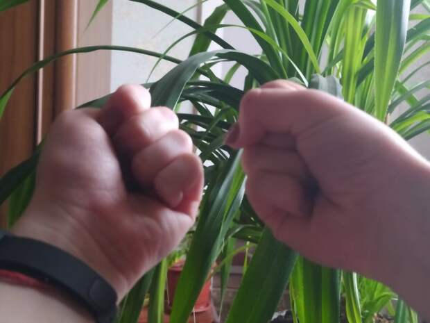 3925311_GIMNASTIKA__YoSIYa_HASEGAVA_3 (700x525, 50Kb)