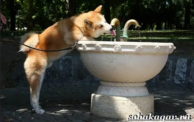 Акита ину собака. Описание, особенности, уход и цена акита ину