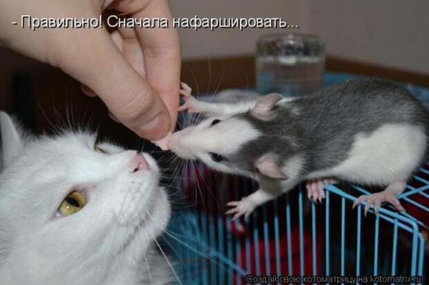 Свежий сборник котоматриц (34 шт)