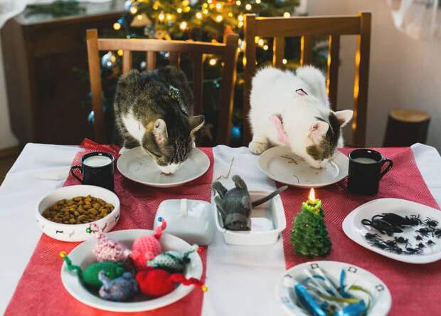 https://kotopediya.su/wp-content/uploads/2017/03/cats-version-of-christmas-eve-8.jpg
