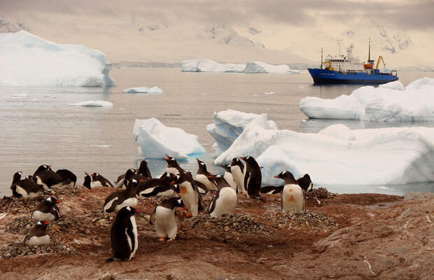 Antarctic-tableau.-Just-another-day-in-this-magical-place-with-penguins