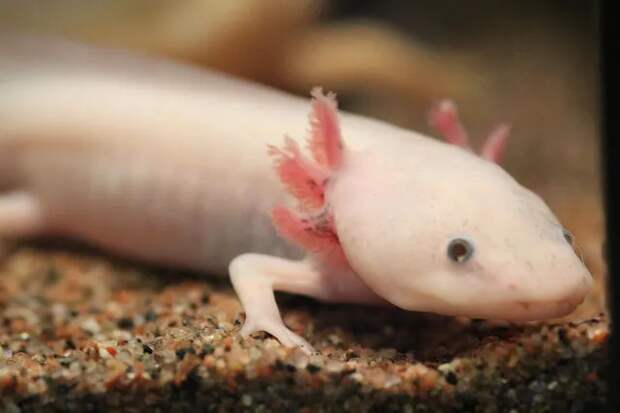 Мексиканская амбистома (Ambystoma mexicanum). Эта саламандра — уроженец центральной части Мексики, и долгое время домом ей служили древние системы водяных каналов и озер в городе Мехико. В настоящее время этот вид практически полностью исчез с территории своего прежнего ареала обитания