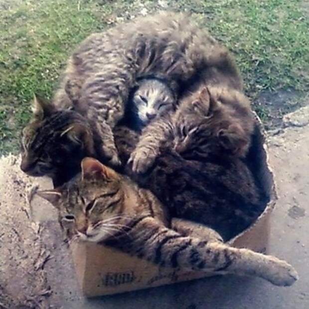 Животные завоеватели, захват, много