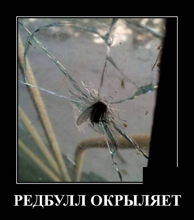 Демотиватор про муху