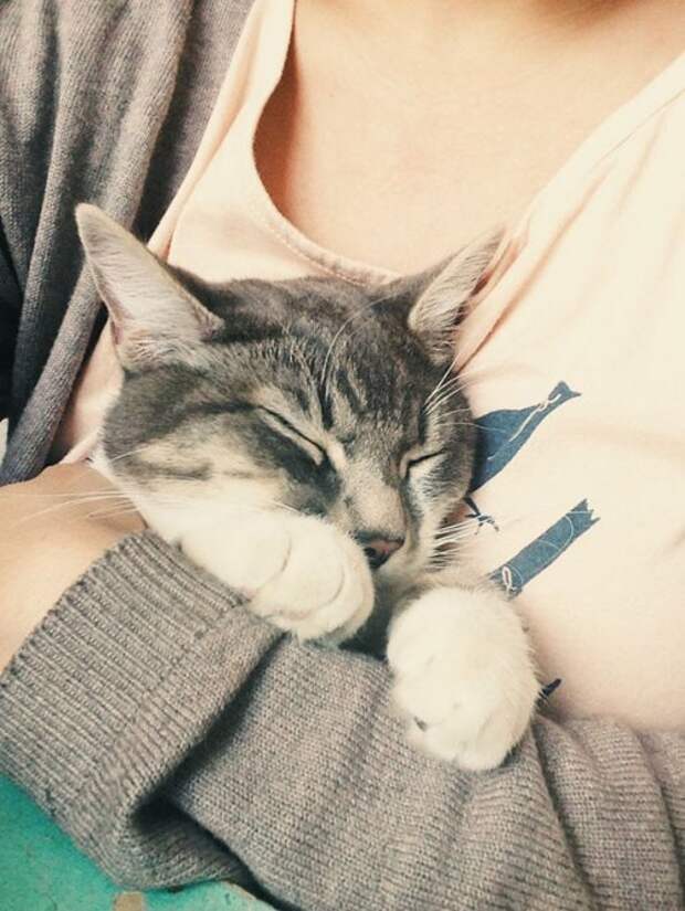 Коты и кошки (28 фото)