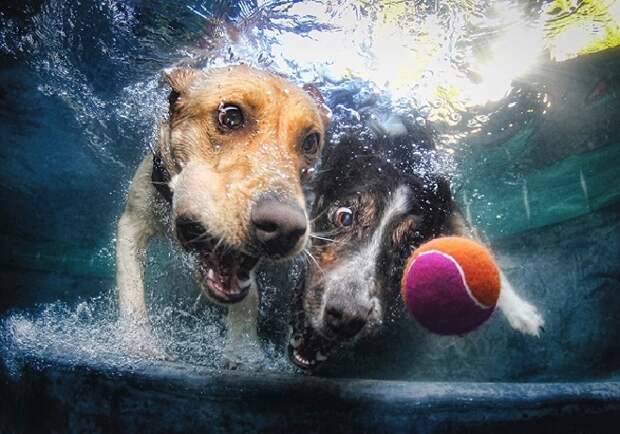 Две собаки в воде